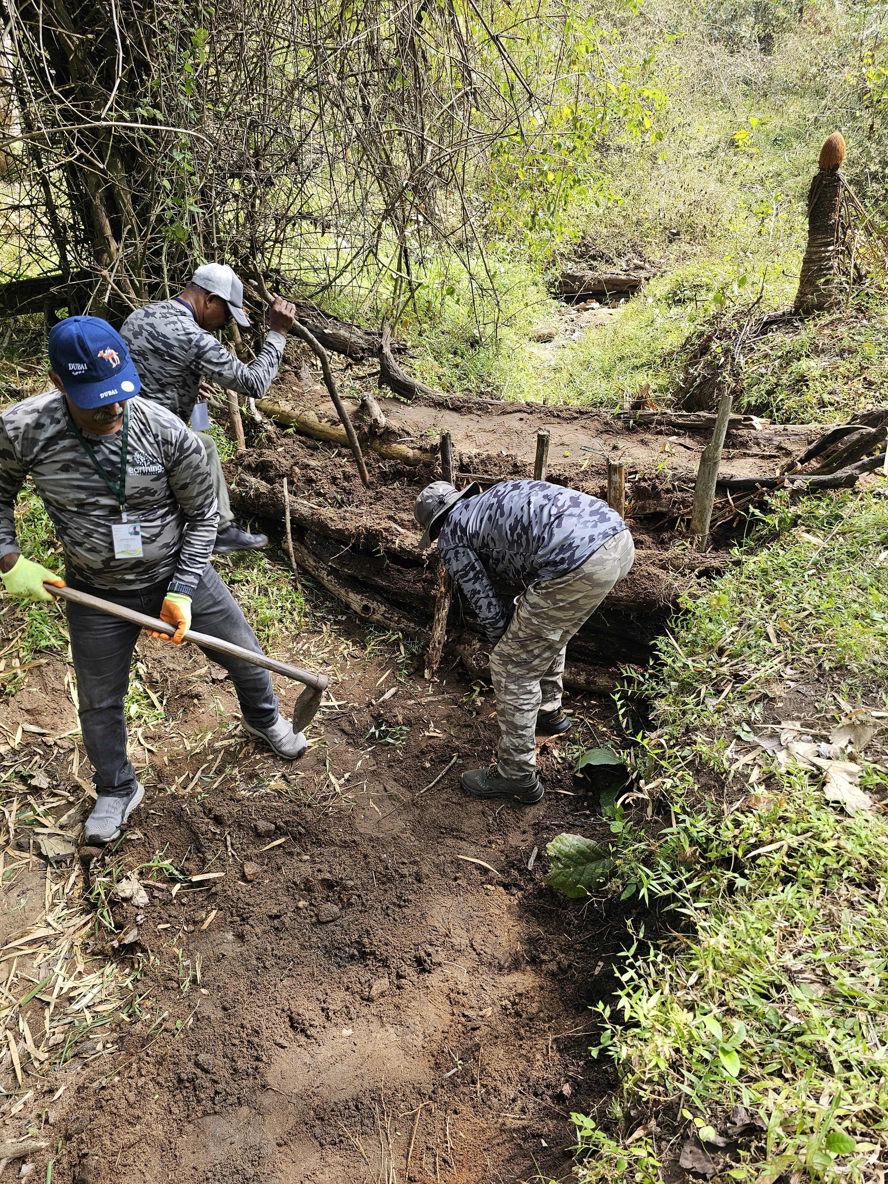 Forest restoration
